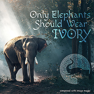 Only Elephants Should Wear Ivory, a Photoshop composite digital illustration by designer Christine Peacock of Image Magic Digital Studios